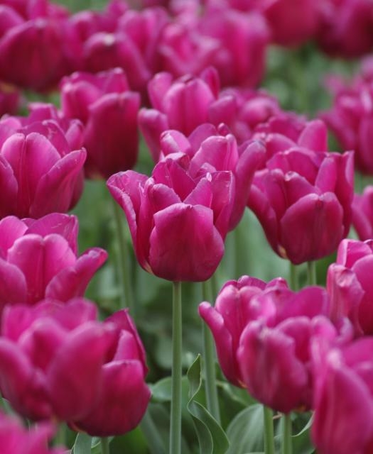 purple tulips.JPG